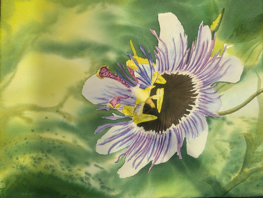 Passion flower
